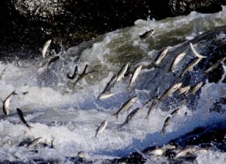 The Turks’ Curiosity About Writing